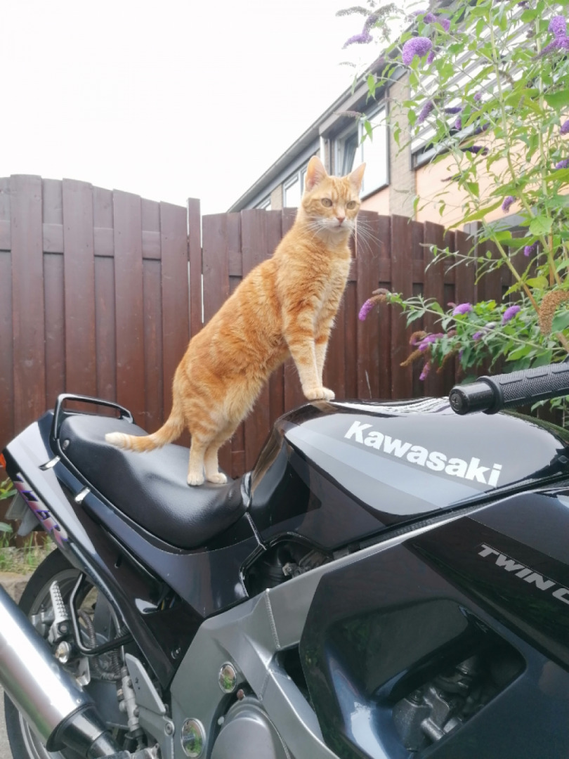 Show me those Bikercats! ?